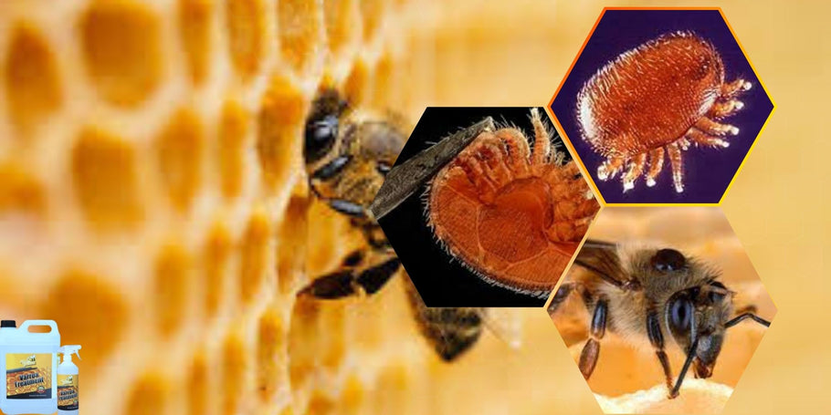 Ako chrániť včely pred roztočmi varroa?