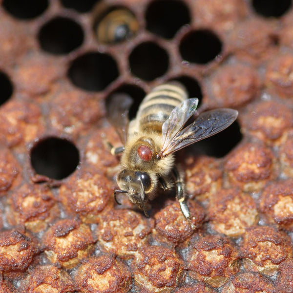 Zachráňme včely: Všetko, čo potrebujete vedieť o Varroa a jej nebezpečenstvách