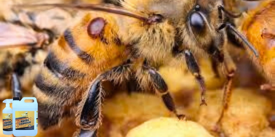 Inovácia v ochrane včiel: produkt proti Varroa, ktorý mení pravidlá hry