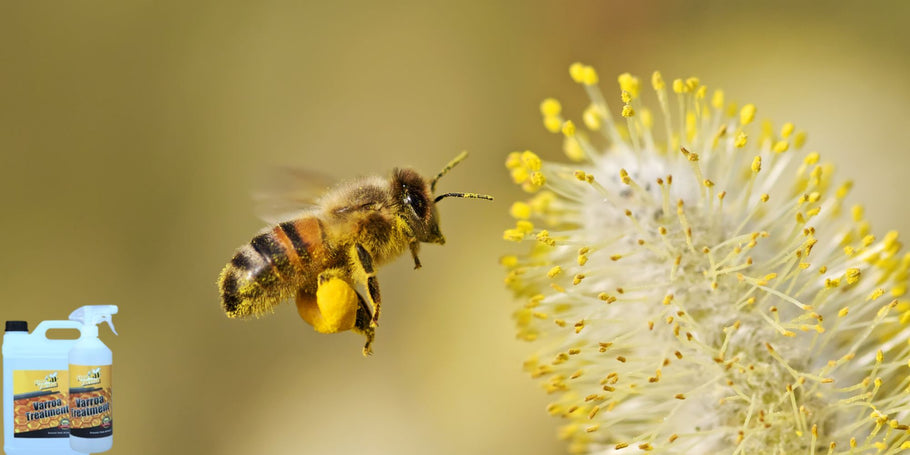 Roztoč Varroa: neviditeľný nepriateľ včelstiev