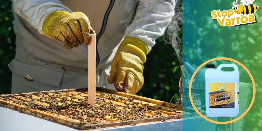 Liečba Varroa: Kedy by ste mali konať, aby ste zachránili svoje včely?